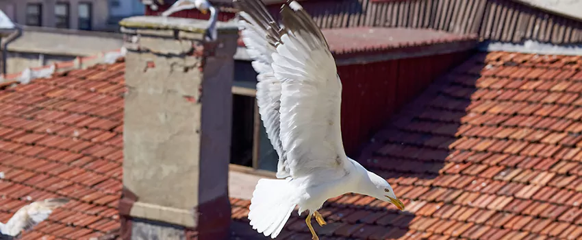 Residential Chimney Animal Removal Solution in Carol Stream, IL